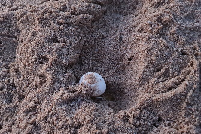 2-day Private Tour to Ras Al Hadd - Why Ras Al Jinz makes this two-day trip worthwhile