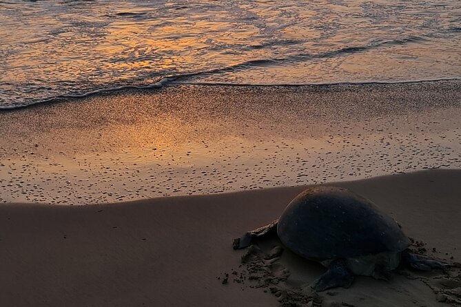 2-day Private Tour to Ras Al Hadd - White sand at Fins Beach