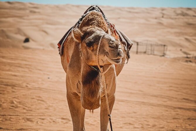 2-Day Private Wahiba Sands Desert Camping Tour from Muscat - Sunset and a simple night in Wahiba Sands
