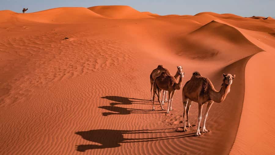 2 Days and 1 Night Private Wahiba Sands Desert with Wadi - What the $450 price really covers