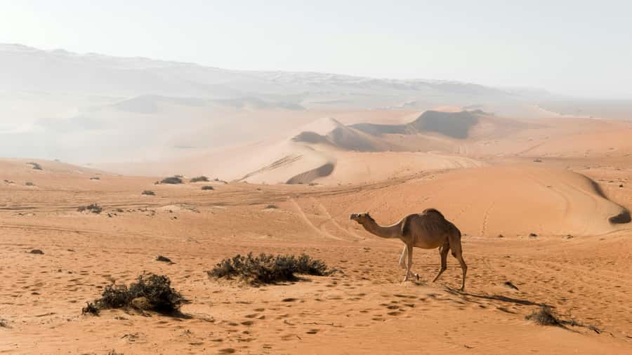 2 Days and 1 Night Private Wahiba Sands Desert with Wadi - Wadi Bani Khalid brings water before the sand