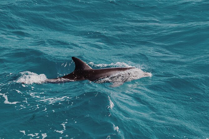 2 Hour Dolphin Watching Experience in Muscat - How the dolphin search actually feels