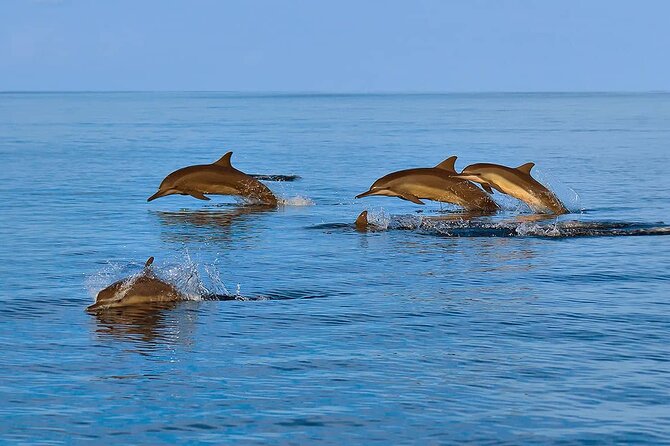 2 Hour Dolphin Watching Experience in Muscat - What families and photographers should know