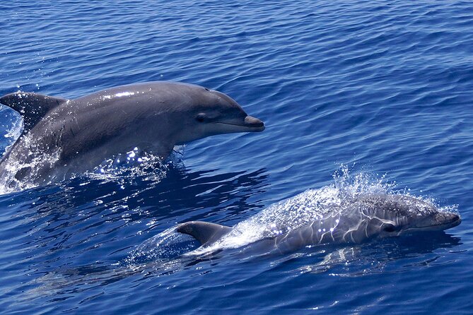 2 Hours Dolphin Watching Cruise in Muscat - Key points before you book