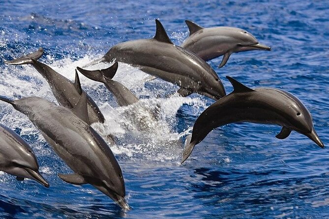 2 Hours Dolphin Watching Cruise in Muscat - Leaving Marina Bandar Al Rowdha at 10:00 AM