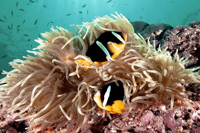 2 Hours Private Scuba Diving Activity in Qantab Beach - Your first minutes with the PADI instructor