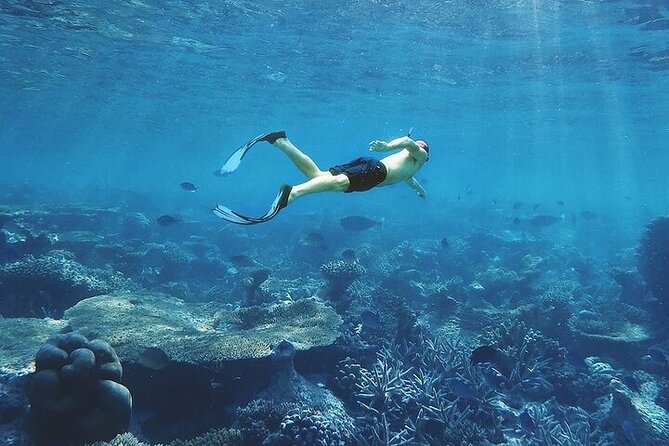 3 Hour Snorkeling and Dolphin Watching Experience in Muscat - Timing, meeting point, and group size