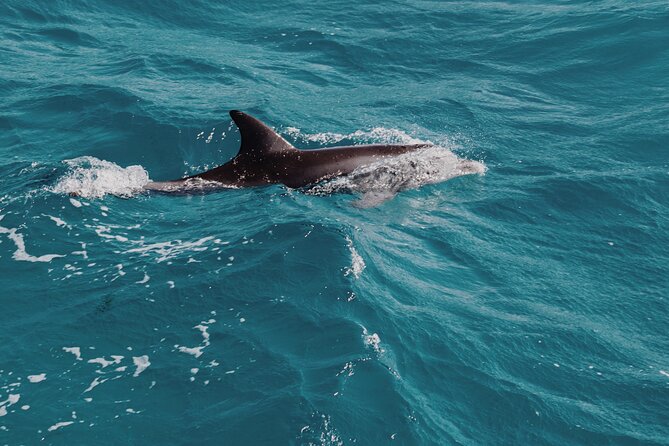 3-Hr Private Snorkeling and Dolphin Watching Tour at Muscat - A compact morning on Muscat’s Arabian Sea