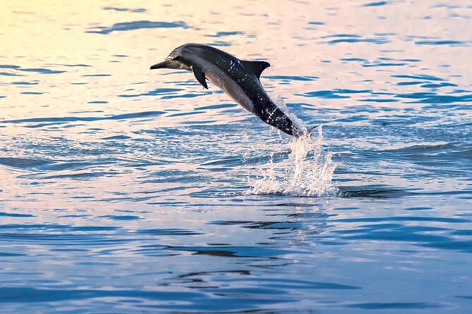 3-Hr Private Snorkeling and Dolphin Watching Tour at Muscat - Why the private format matters