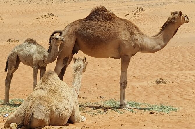 5-Days Private Oman Tour – Mountains, Deserts & Coastline - Day Five: Nizwa Fort, Al Hamra, and the Grand Canyon
