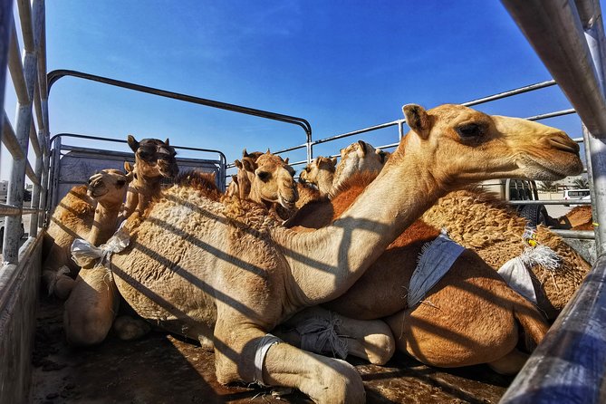 5 Hours of Salalah City Best | Private Tour - Salalah Gardens Mall and the modern city