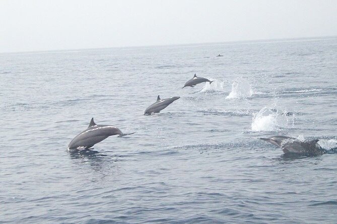Amazing Dolphin Watching Tour In Muscat - Setting Out From Marina Bandar Al Rowdha at 10:00