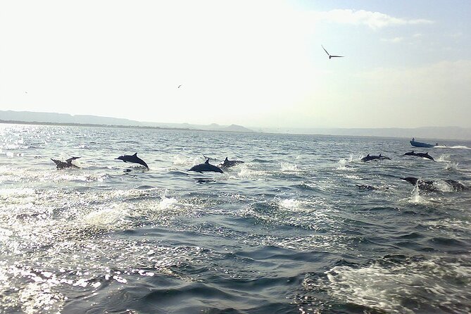 Amazing Dolphin Watching Tour In Muscat - Searching Muscat’s Waters for Spinner Dolphins