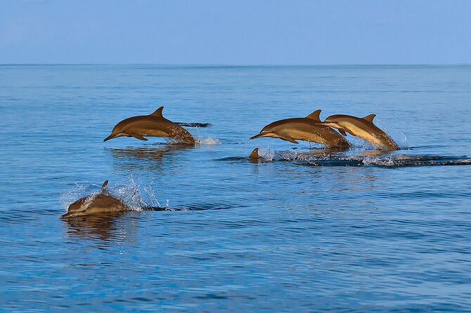Amazing Dolphin Watching Tour In Muscat - Who Will Enjoy This Muscat Boat Trip Most?