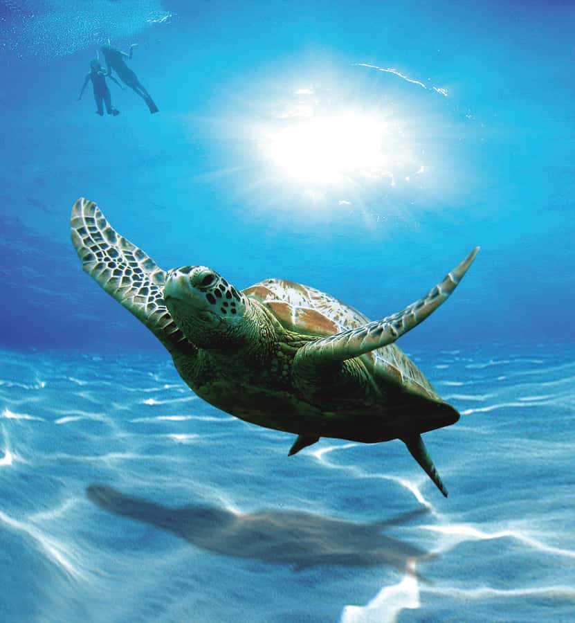 Bandar Al Khayran Jorney: Group Tour with Snorkeling - What the snorkeling stop is really like