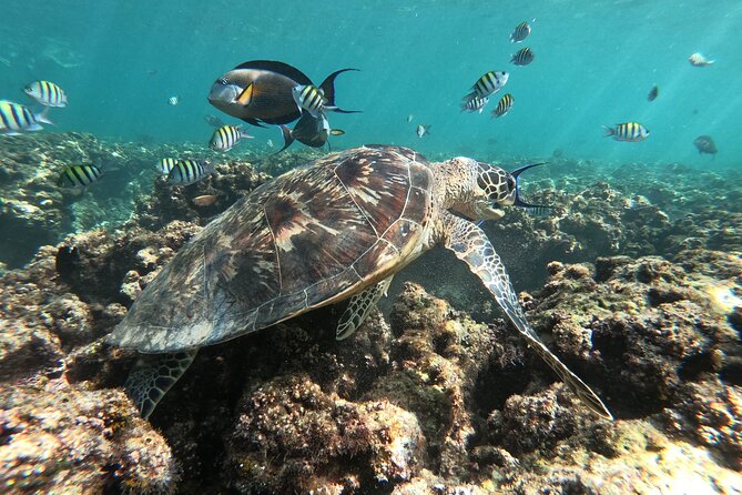Cruises to Daymaniyat & Snorkeling - Snacks, drinks, and a boat ride that feels practical