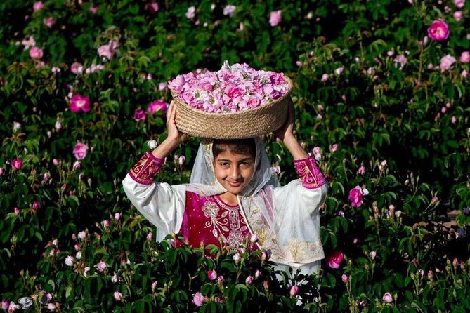 Damascus Roses - Discover the secrets of Al Jabal Al Akhdhar - Why the Damascus Roses Make Jabal Akhdar Special