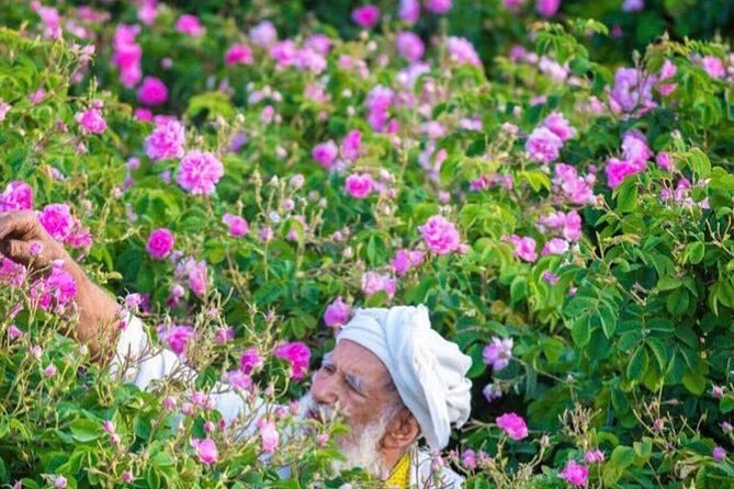 Damascus Roses - Discover the secrets of Al Jabal Al Akhdhar - Seeing the Ancient Fossil Gardens