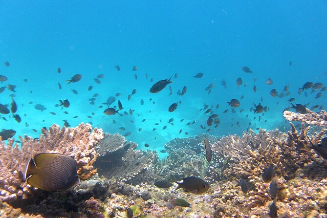 Daymaniyat island Natural Reserve and Dolphin Watching - The beach picnic and a short rest