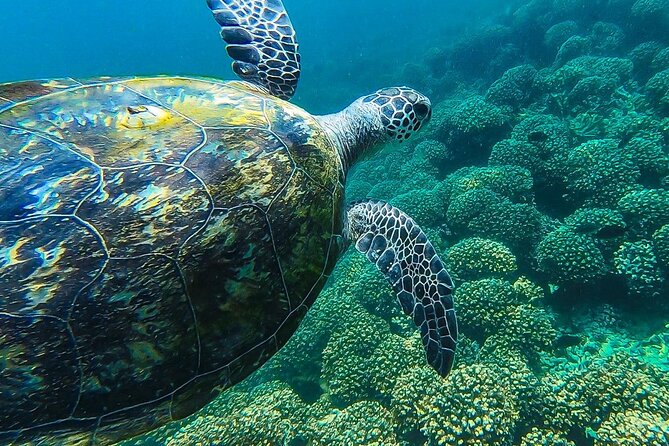 Daymaniyat island Natural Reserve and Dolphin Watching - A look around the islands by boat