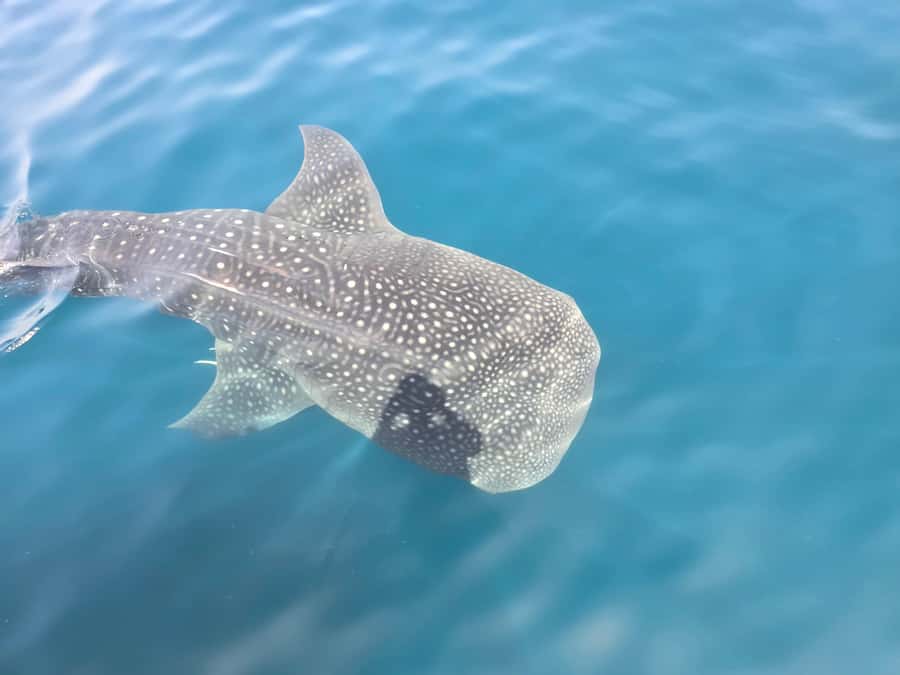 Daymaniyat Island: Snorkelling Tour with Tasty Lunch - Why Daymaniyat Islands are worth the boat ride