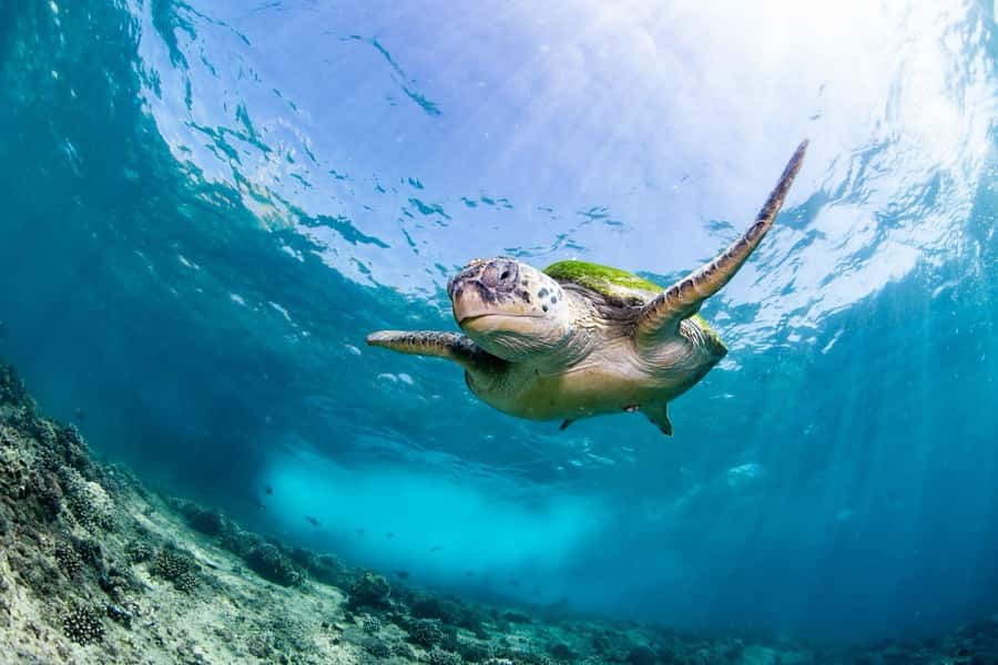 Daymaniyat Island: Snorkelling Tour with Tasty Lunch - First snorkeling site: the best chance for turtles