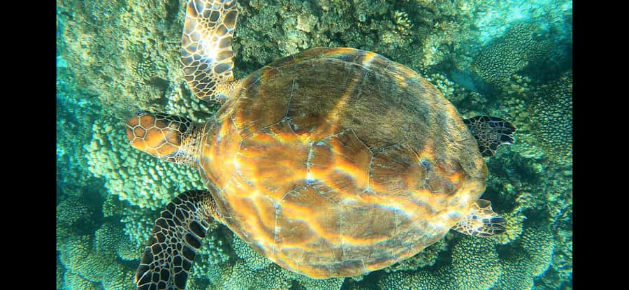 Daymaniyat Island: Snorkelling Tour with Tasty Lunch - Who should book this trip?
