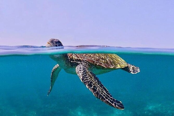 Daymaniyat Islands Snorkeling Half-Day Tour - Weather, swimming ability, and what to bring