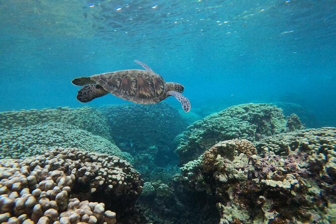 Daymaniyat Islands Snorkeling Sharing Trip - Your captain chooses the snorkeling spots