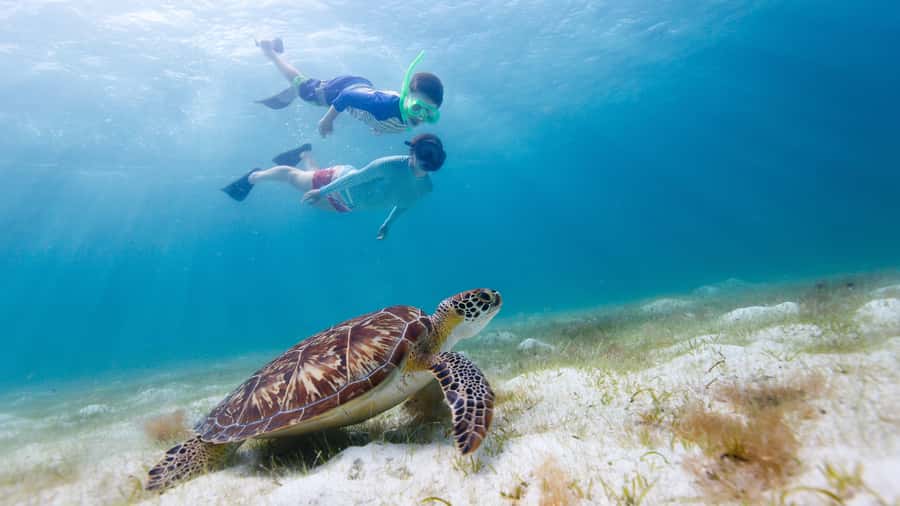 Daymaniyat Islands Snorkeling Small Group Turtles - Key points to know before booking