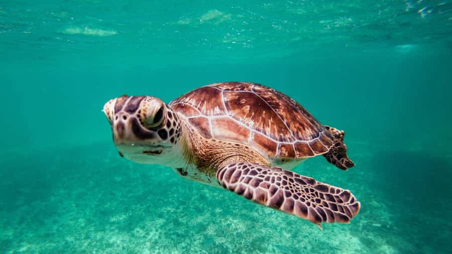 Daymaniyat Islands Snorkeling Small Group Turtles - Food, drinks, and the real value of $104