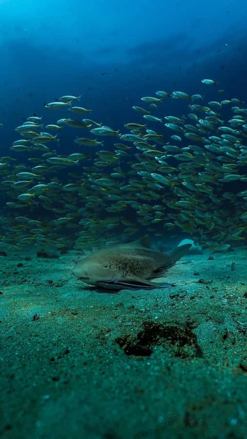 Daymaniyat Islands Snorkeling Small Group Turtles - Who should book this snorkeling trip?