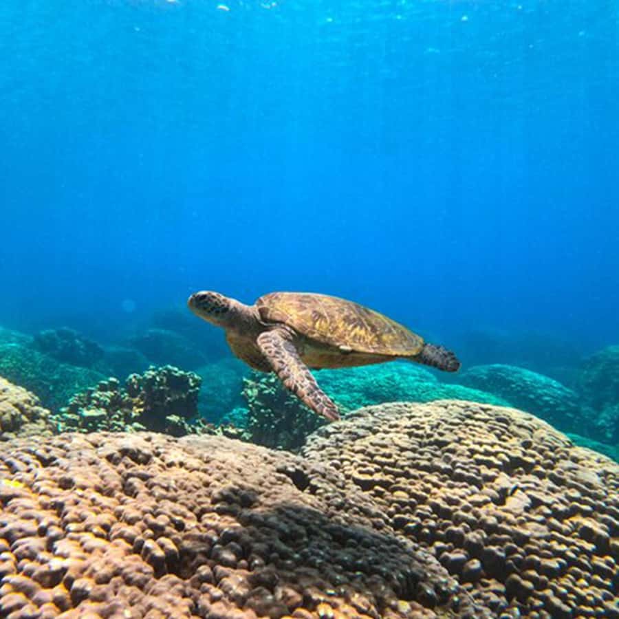 Daymaniyat Islands Snorkeling with Picnic Lunch - The cruise across the Gulf of Oman