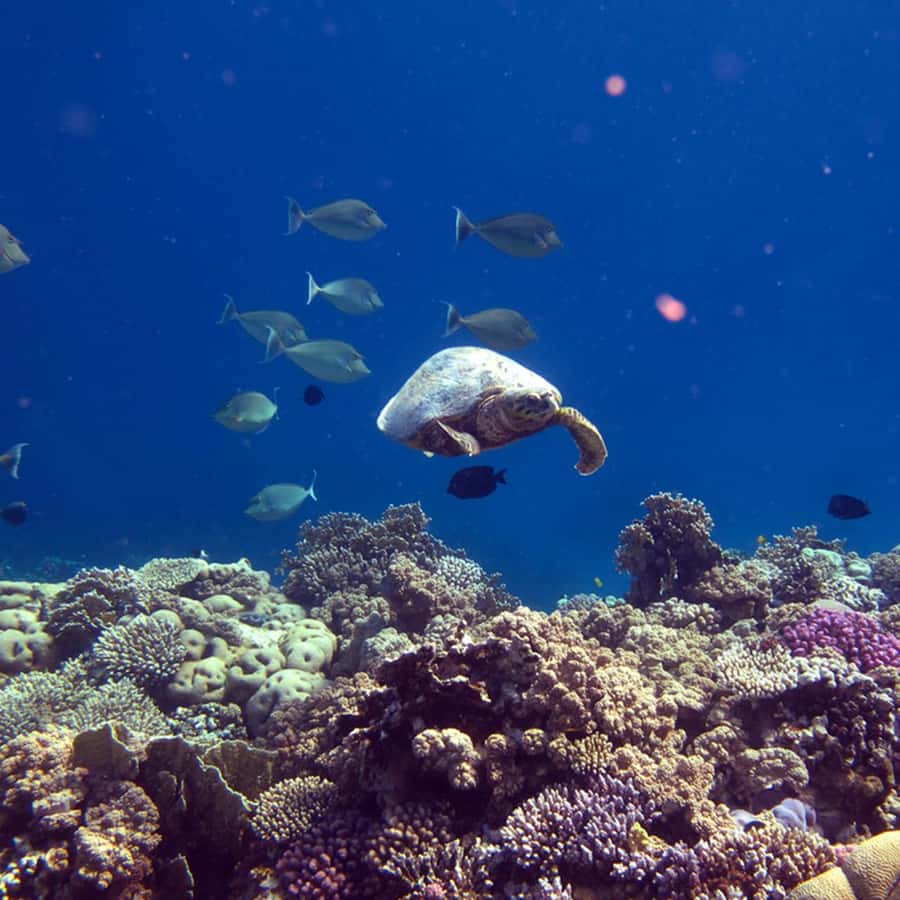 Daymaniyat Islands Snorkeling with Picnic Lunch - Starting at Al Mouj Marina