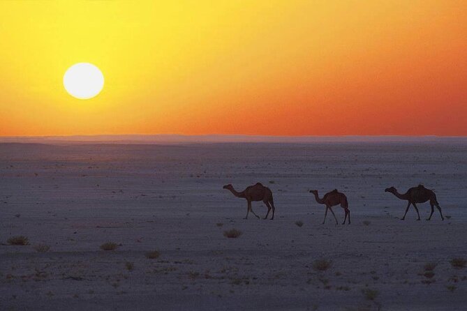 Desert Safari in Empty Quarter with Dune Bashing - What the $216 price includes