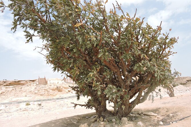 Desert Safari in Empty Quarter with Dune Bashing - Ubar, the city buried by the sand
