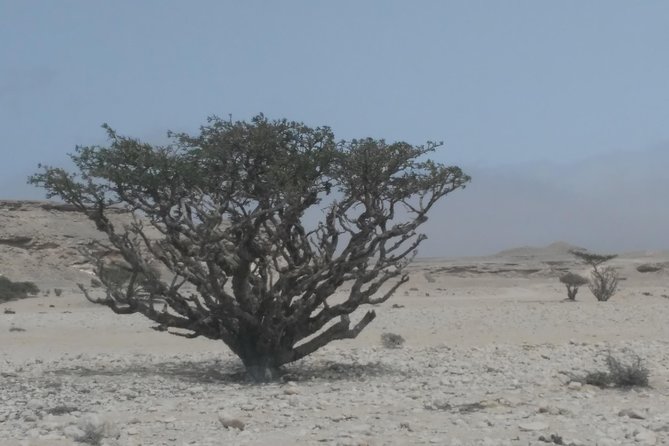 Desert Safari in the Rub al Khali - What the desert camp adds
