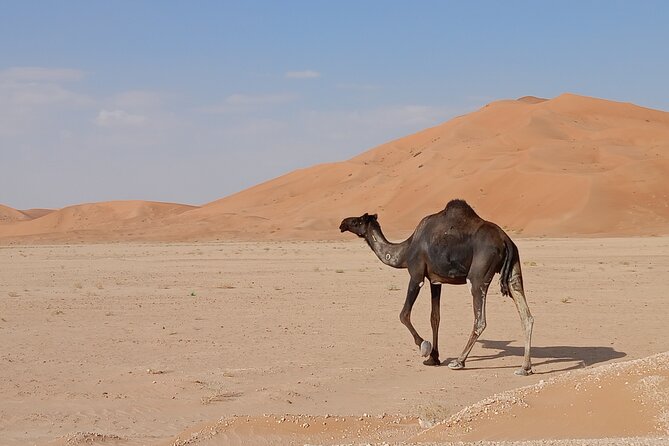 Desert Sunset Tour VisitSalalah - Booking timing and cancellation basics