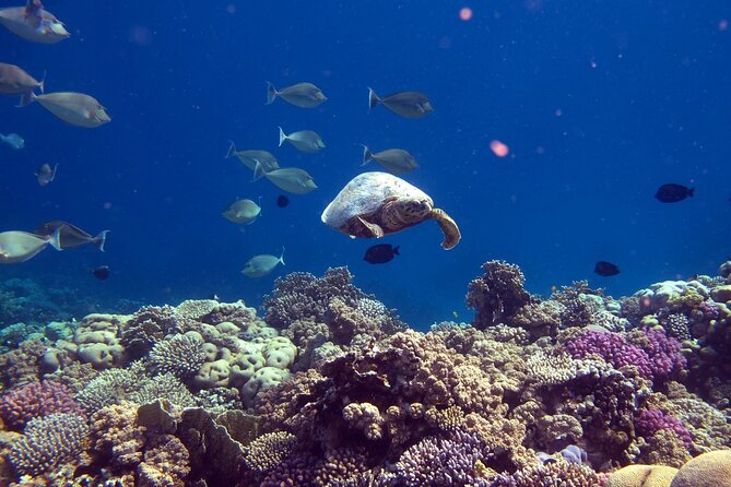 Dimaniyat Island Tour with Snorkeling - Reaching the Dimaniyat Islands by Boat