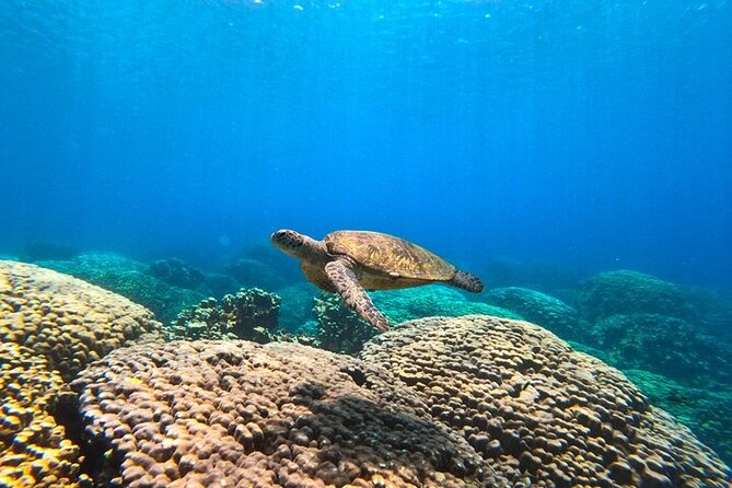 Dimaniyat Island Tour with Snorkeling - Kayaking Is Available, but Costs Extra