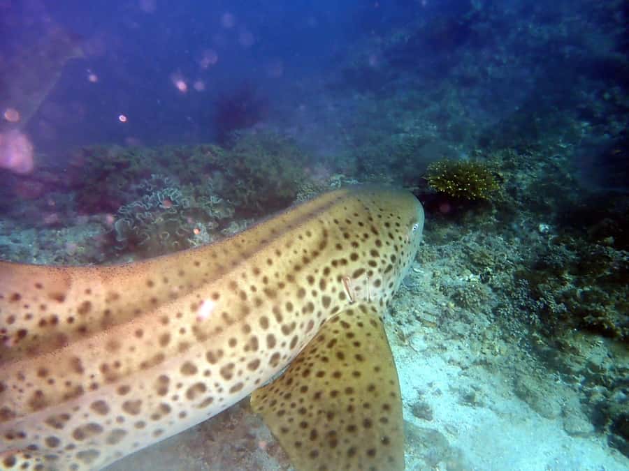 Dimaniyat Islands Scuba Diving Trip - Why the Dimaniyat Islands are worth the boat ride