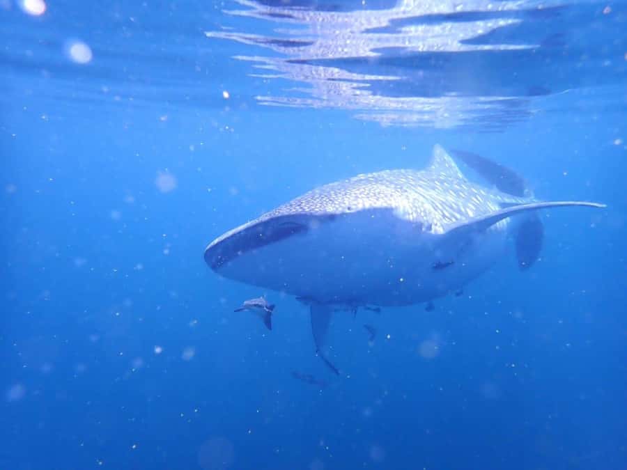Dimaniyat Islands Scuba Diving Trip - The break between the two sessions