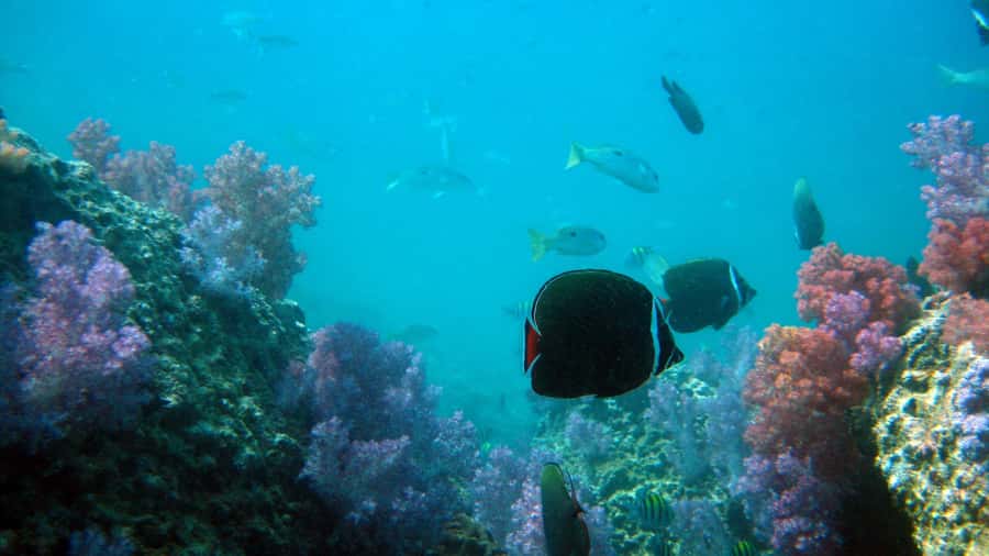 Dimaniyat Islands Scuba Diving Trip - The second session and the ride home