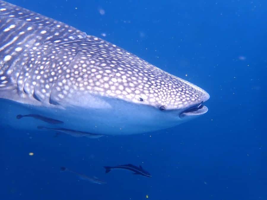 Dimaniyat Islands Scuba Diving Trip - Who will get the most from this trip