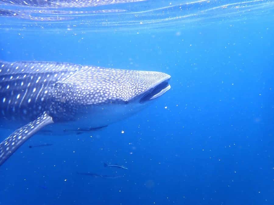 Dimaniyat Islands Scuba Diving Trip - The small details that can make the day easier