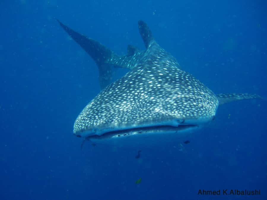 Dimaniyat Islands Scuba Diving Trip - A clear morning plan from 8:00 AM to 1:30 PM