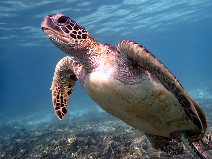 Dimaniyat Islands Snorkeling Trip - Key points to know before booking