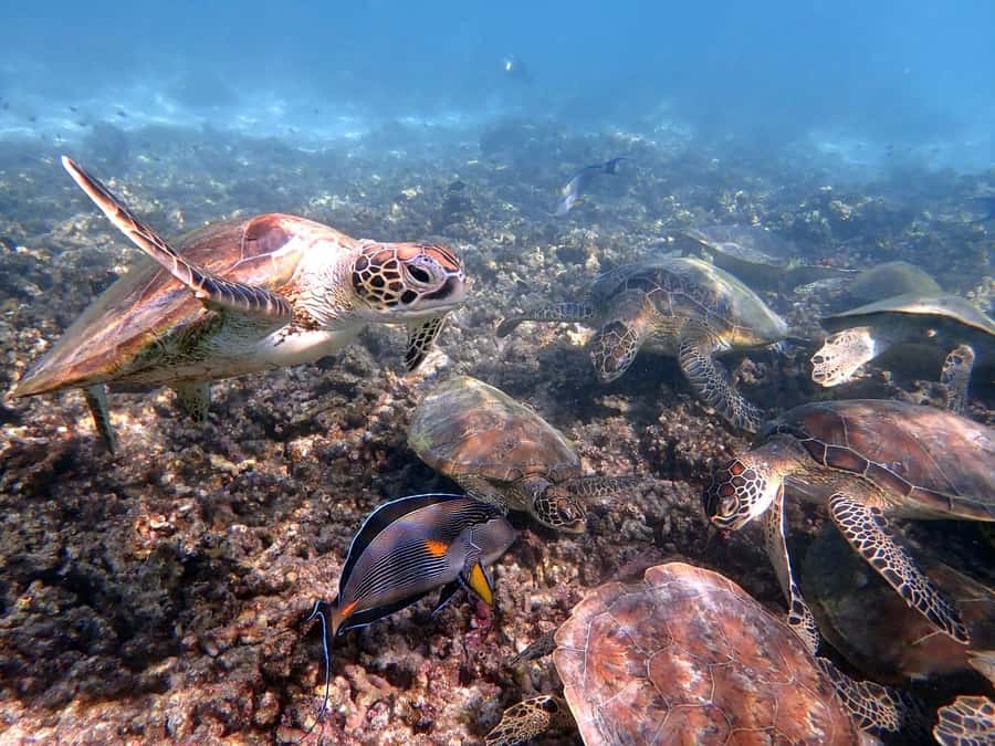 Dimaniyat Islands Snorkeling Trip - Turtle City and the first hour in the water