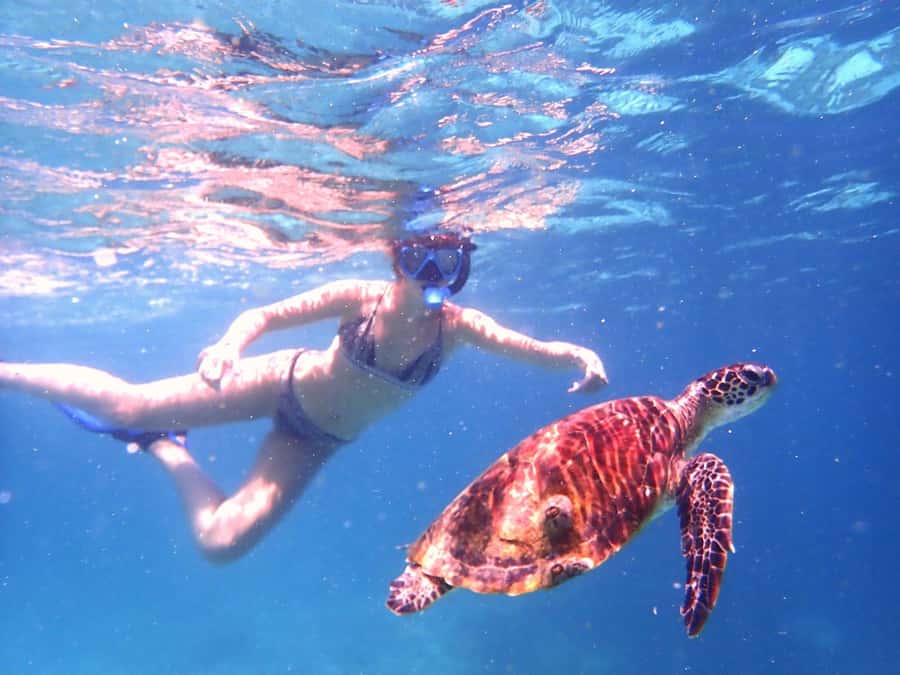 Dimaniyat Islands Snorkeling Trip - Black Tip for rays, sharks, and a second look at the reef