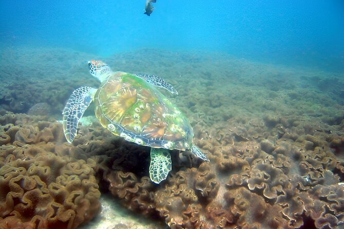 Dolphin Watching and Snorkeling Activity in Muscat - Searching Muscat’s waters for dolphins